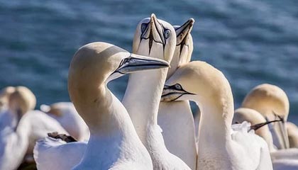 伴游服务的特点